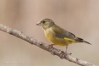 Verdone(Carduelis chloris)