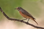 Codirosso Juv(Phoenicurus phoenicurus)