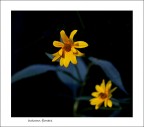 autumn flowers 2... autumn flowers 2...