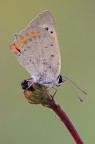 Lycaena phlaeas Lycaena phlaeas