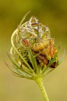 Pentatomidae 2 ( livrea comune ) Pentatomidae 2 ( livrea comune )