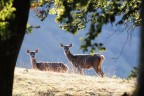 oltre il bosco oltre il bosco