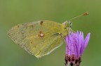 Colias...