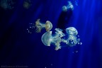 Il belletto delle meduse Il belletto delle meduse