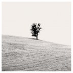 albero albero