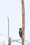 woody woodpecker woody woodpecker