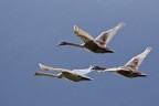 in volo in volo