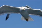 volo volo