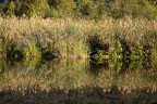 Canne riflesse. Canne riflesse.