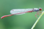 Libellula Libellula