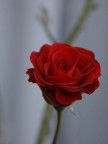 Rosa Rosa