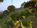 La terra del Prosecco La terra del Prosecco