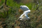 Camargue