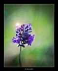 Lavanda Lavanda