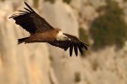 GRIFONE IN VERDON...... GRIFONE IN VERDON......