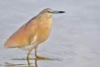 sgarza ciuffetto - ardeola ralloides sgarza ciuffetto - ardeola ralloides