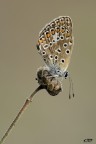 polyommatus icarus