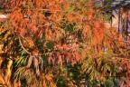 Colors Colors