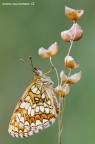 Melitaea al tramonto Melitaea al tramonto