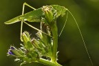 Controluce...con tettigonia