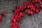 Autunno Autunno
