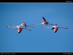 Camargue # 19