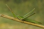 Acrida ungarica Acrida ungarica