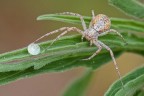 aracnide aracnide