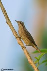 Torcicollo Torcicollo