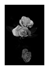 3 Rose 3 Rose