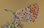 Lycaena tityrus Lycaena tityrus