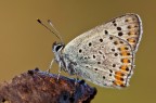 Lycaena tityrus Lycaena tityrus