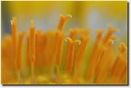 yellow yellow