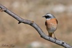Codirosso (Phoenicurus phoenicurus) Codirosso (Phoenicurus phoenicurus)