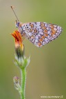 Melitaea phoebe