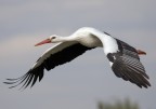 Cicogna Cicogna
