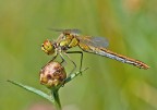 Libellula Libellula