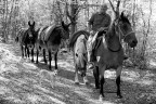 Il boscaiolo della Calvana Il boscaiolo della Calvana