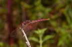 Libellula Libellula