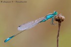 Ischnura elegans Ischnura elegans