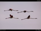 Camargue # 20 Camargue # 20