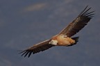 IL SOLITO GRIFONE......... IL SOLITO GRIFONE.........