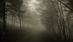 Nebbia nel bosco Nebbia nel bosco