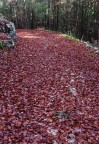 Tappeto rosso Tappeto rosso