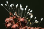 larva di Chrysopa larva di Chrysopa