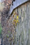 f/5
1/60
Iso 100
150mm