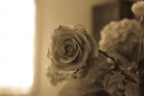 Rosa Rosa