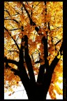 giallo autunno giallo autunno