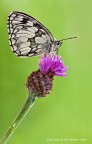 Melanargia galathea Melanargia galathea