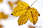 AUTUNNO AUTUNNO